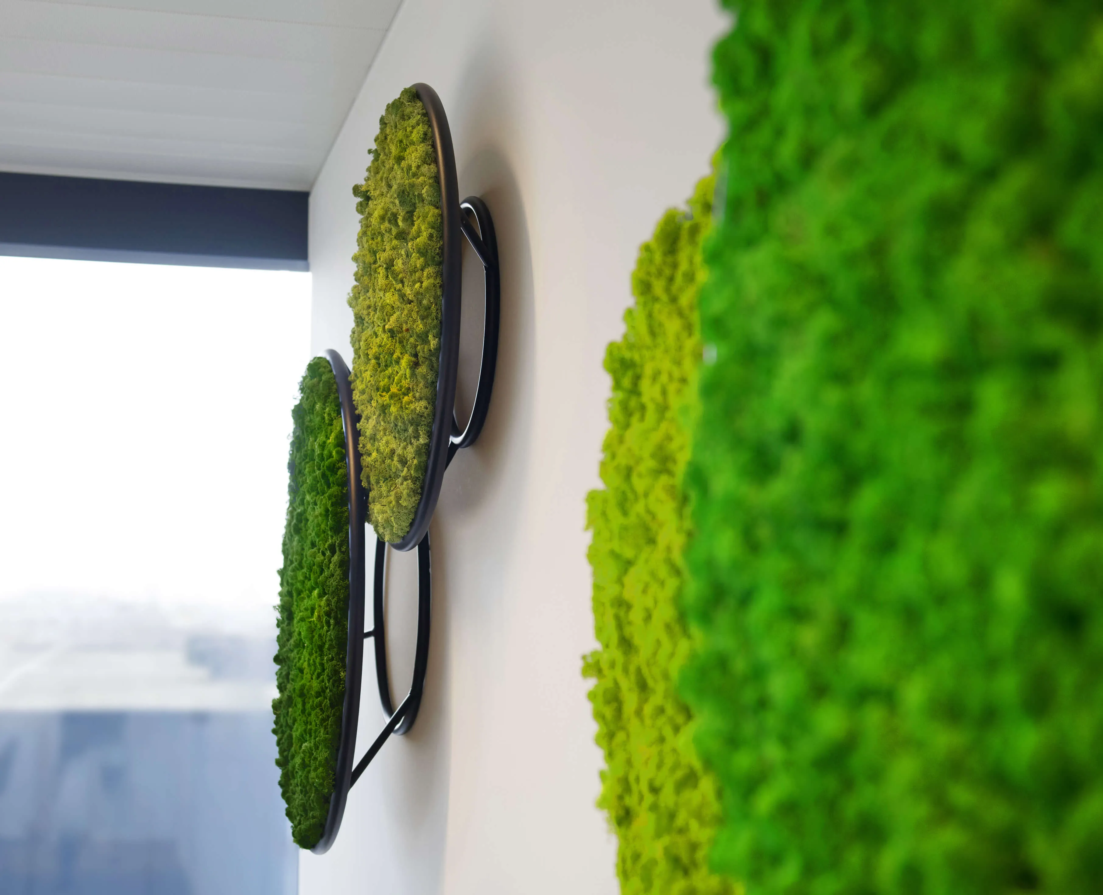 Circles Plant and Moss Wall Art