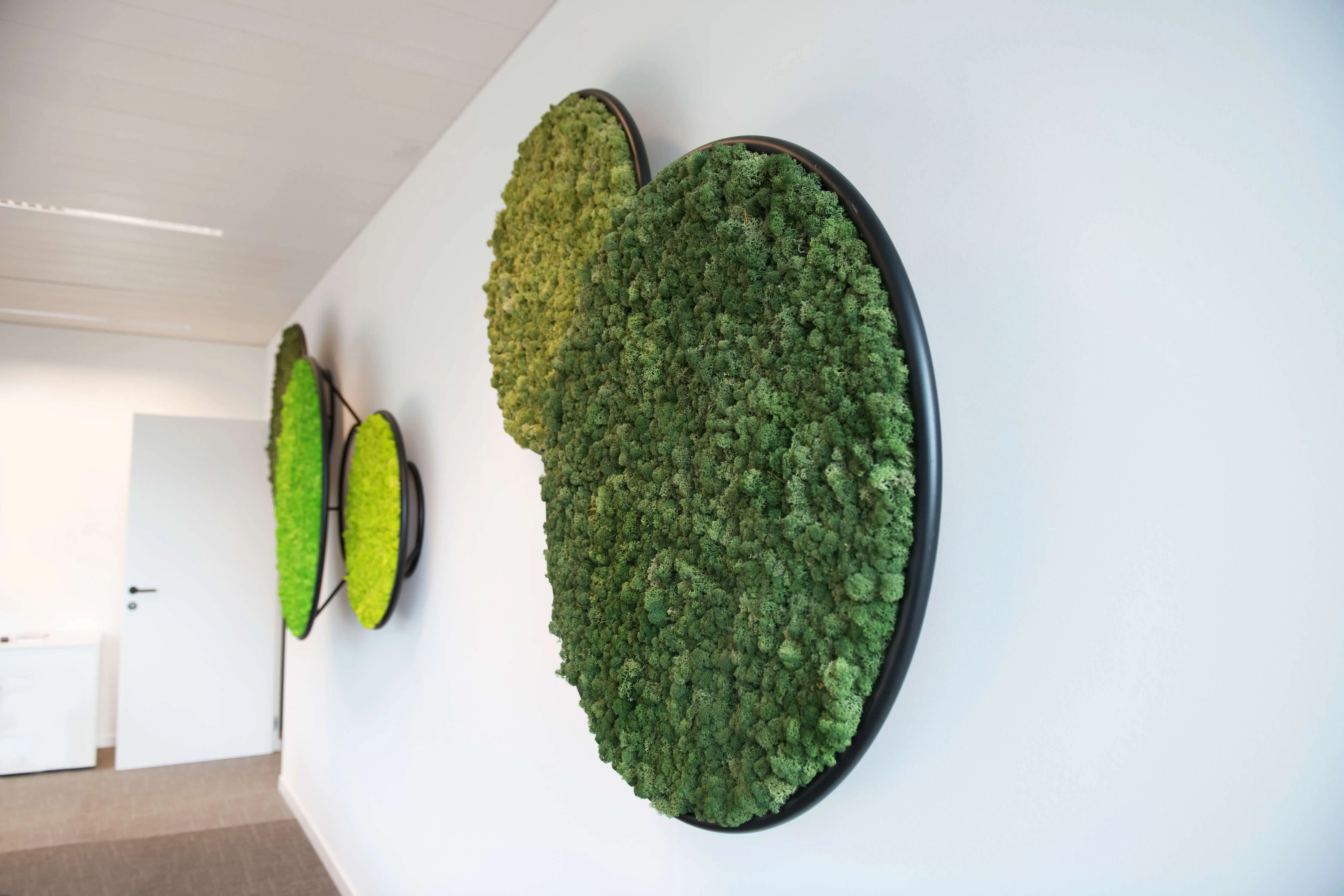 Circles Plant and Moss Wall Art