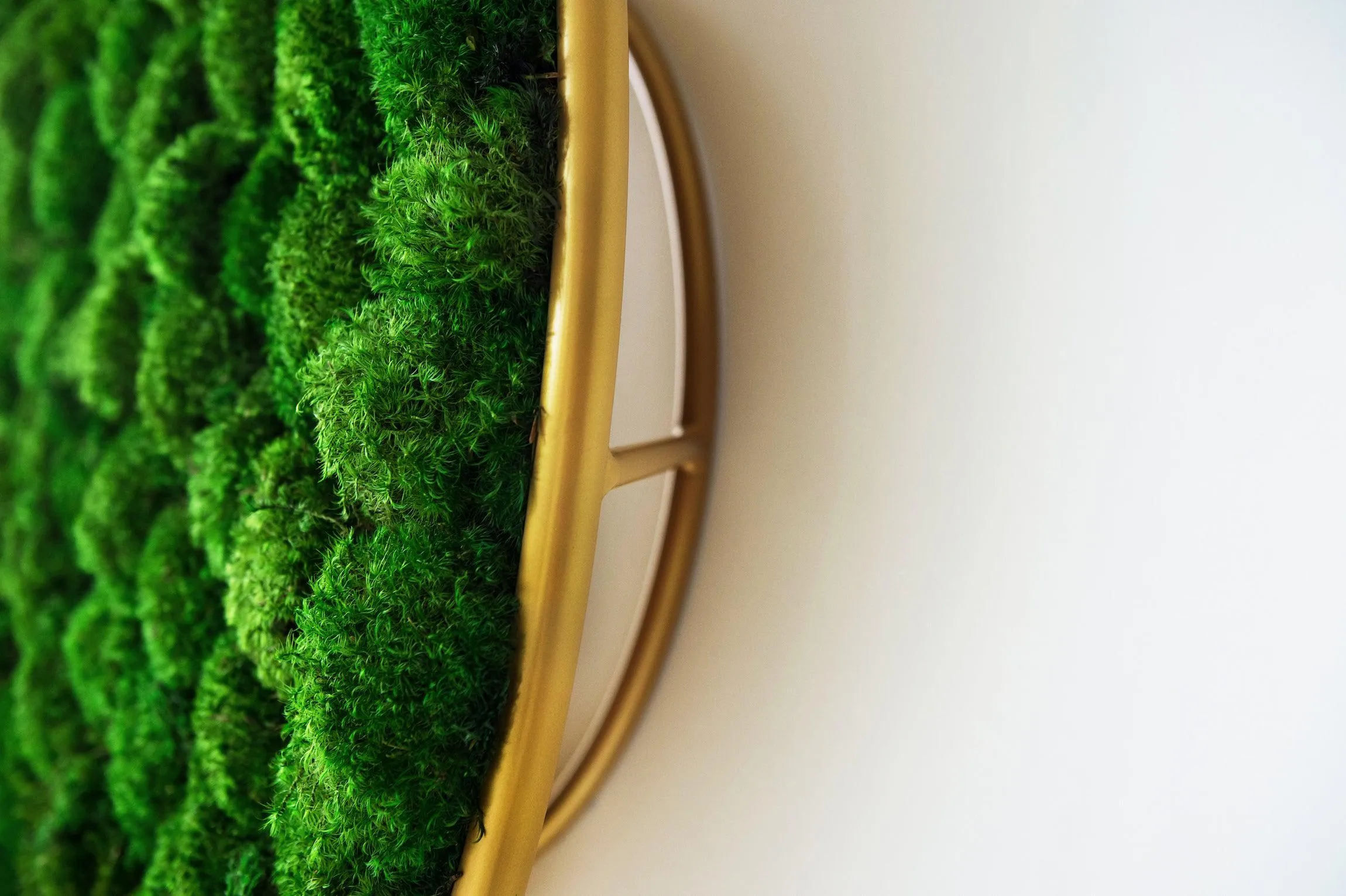Circles Plant and Moss Wall Art