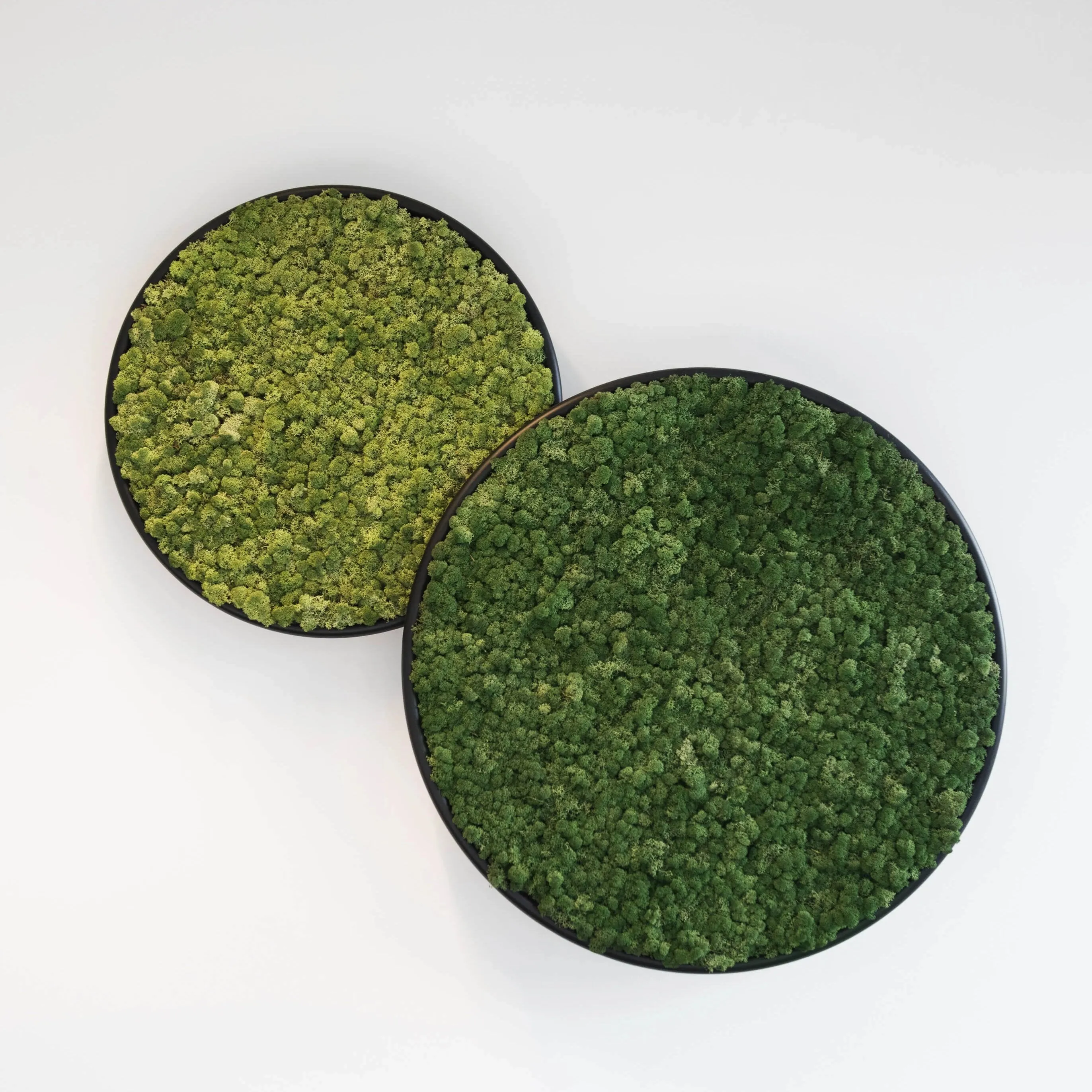 Circles Plant and Moss Wall Art