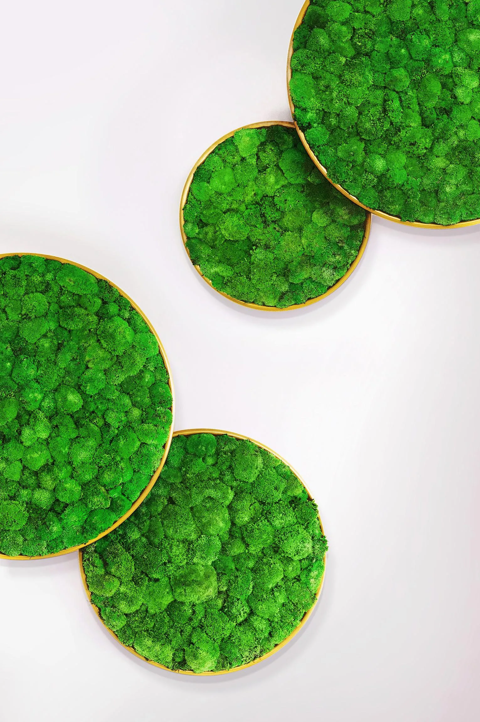 Circles Plant and Moss Wall Art