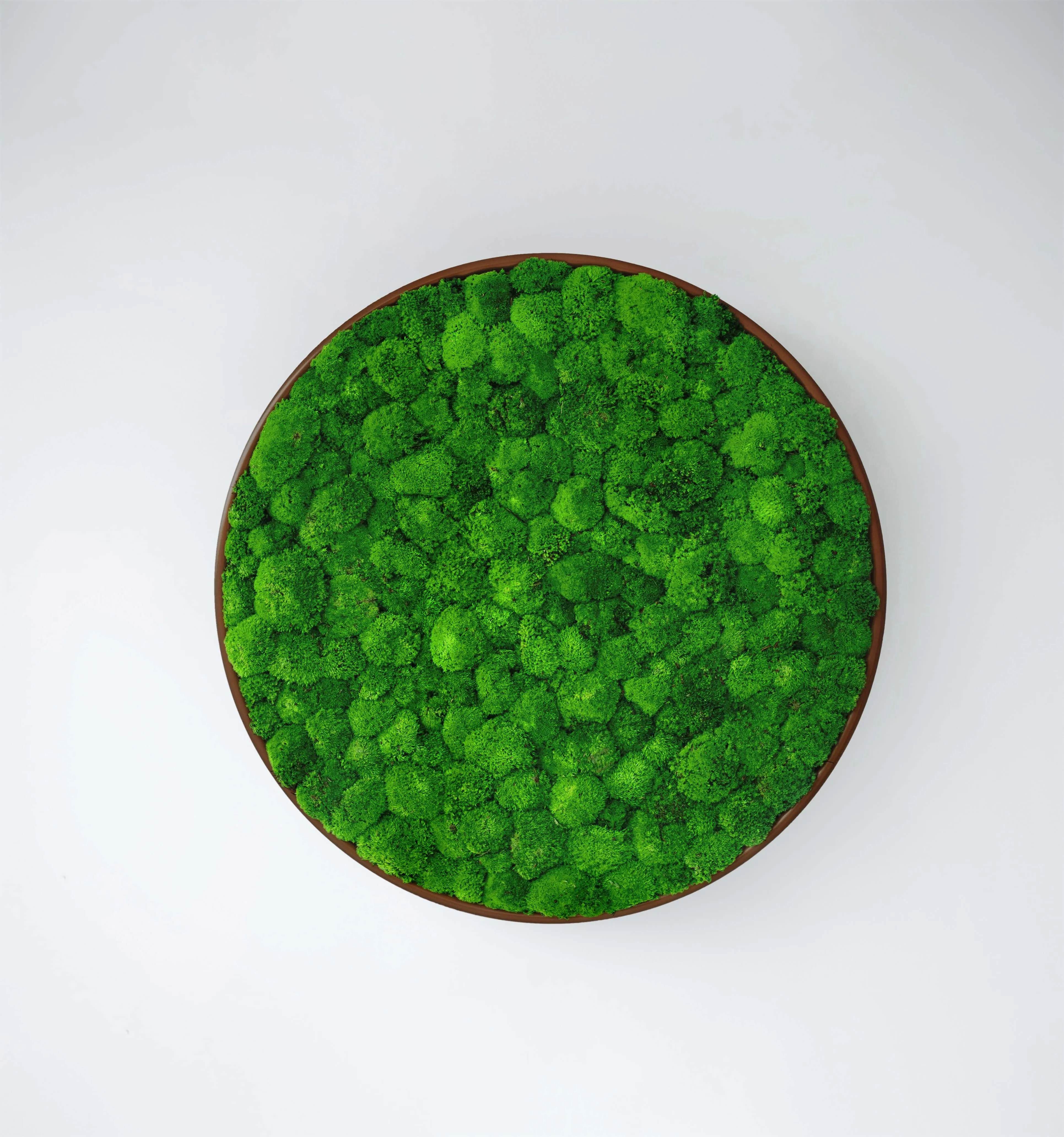 Circles Plant and Moss Wall Art