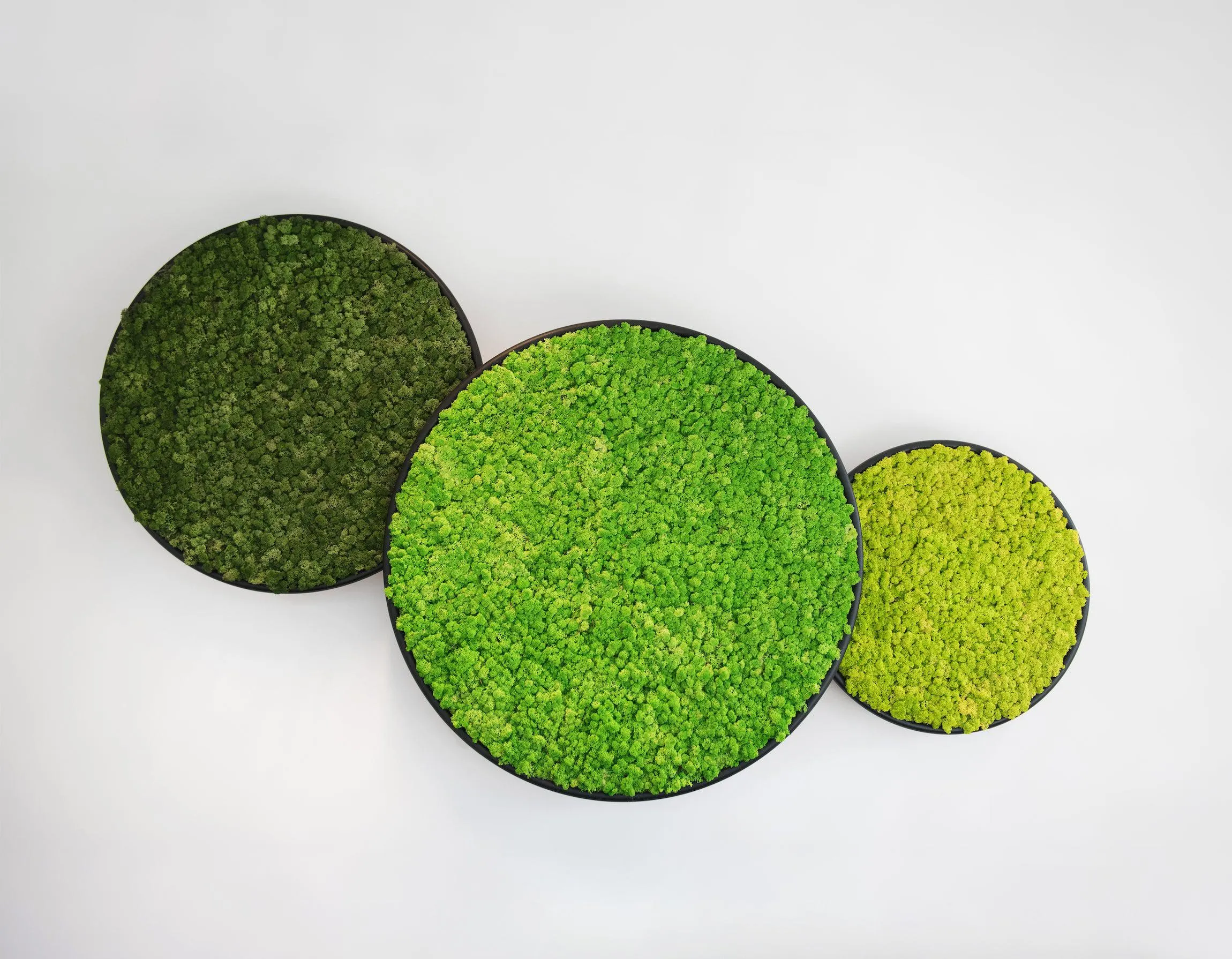 Circles Plant and Moss Wall Art