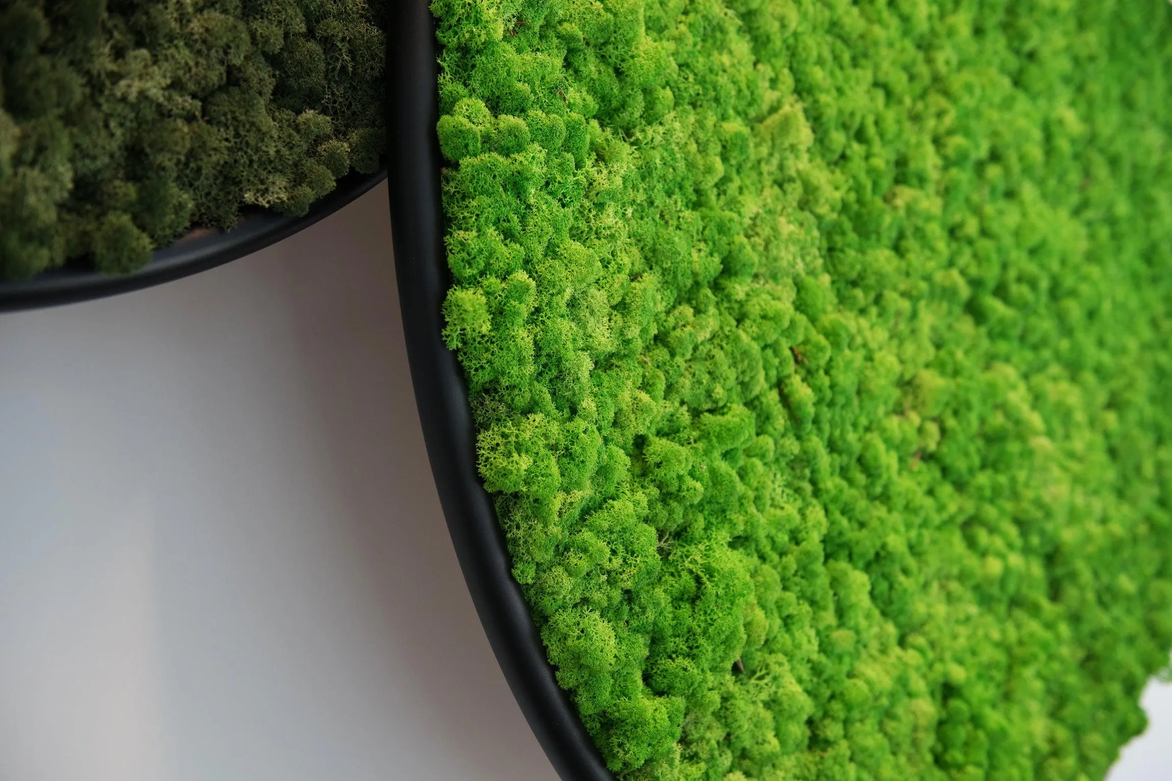 Circles Plant and Moss Wall Art